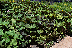 Desdemona Rayflower (Ligularia dentata 'Desdemona') at Tree Top Nursery & Landscaping