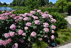 Invincibelle Spirit II Hydrangea (Hydrangea arborescens 'NCHA2') at Tree Top Nursery & Landscaping