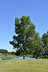 Siouxland Poplar (Populus deltoides 'Siouxland') at Tree Top Nursery & Landscaping