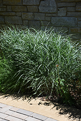Switch Grass (Panicum virgatum) at Tree Top Nursery & Landscaping