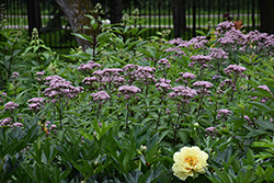 Joe Pye Weed (Eupatorium maculatum) at Tree Top Nursery & Landscaping