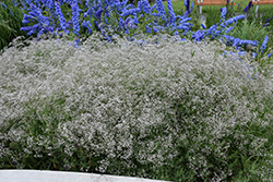 Common Baby's Breath (Gypsophila paniculata) at Tree Top Nursery & Landscaping
