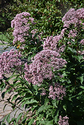 Joe Pye Weed (Eupatorium maculatum) at Tree Top Nursery & Landscaping