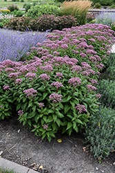 Euphoria Ruby Joe Pye Weed (Eupatorium purpureum 'FLOREUPRE1') at Tree Top Nursery & Landscaping