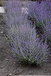 Bluesette Russian Sage (Perovskia atriplicifolia 'Bluesette') at Tree Top Nursery & Landscaping
