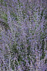 Bluesette Russian Sage (Perovskia atriplicifolia 'Bluesette') at Tree Top Nursery & Landscaping