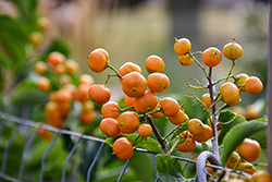 Autumn Revolution American Bittersweet (Celastrus scandens 'Bailumn') at Tree Top Nursery & Landscaping