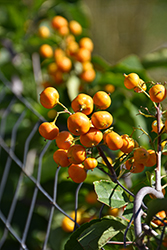 Autumn Revolution American Bittersweet (Celastrus scandens 'Bailumn') at Tree Top Nursery & Landscaping