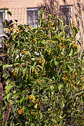 Autumn Revolution American Bittersweet (Celastrus scandens 'Bailumn') at Tree Top Nursery & Landscaping