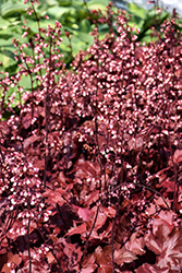 Fire Chief Coral Bells (Heuchera 'Fire Chief') at Tree Top Nursery & Landscaping