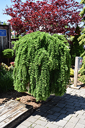 Weeping European Larch (Larix decidua 'Pendula') at Tree Top Nursery & Landscaping