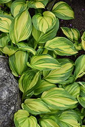 Rainbow's End Hosta (Hosta 'Rainbow's End') at Tree Top Nursery & Landscaping