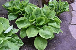Sum and Substance Hosta (Hosta 'Sum and Substance') at Tree Top Nursery & Landscaping