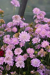 Pink Mist Pincushion Flower (Scabiosa 'Pink Mist') at Tree Top Nursery & Landscaping