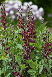 Burgundy Blast False Indigo (Baptisia 'Burgundy Blast') at Tree Top Nursery & Landscaping