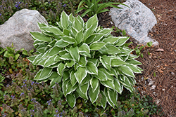 Golden Variegated Hosta (Hosta fortunei 'Aureomarginata') at Tree Top Nursery & Landscaping