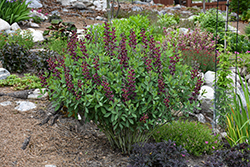 Burgundy Blast False Indigo (Baptisia 'Burgundy Blast') at Tree Top Nursery & Landscaping
