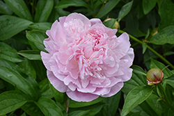 Sarah Bernhardt Peony (Paeonia 'Sarah Bernhardt') at Tree Top Nursery & Landscaping