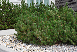 Mugo Pine (Pinus mugo) at Tree Top Nursery & Landscaping