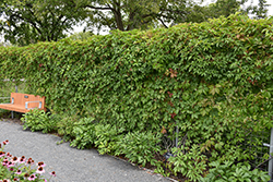 Englemann Ivy (Parthenocissus quinquefolia 'var. englemannii') at Tree Top Nursery & Landscaping