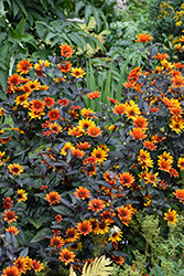 Bleeding Hearts False Sunflower (Heliopsis helianthoides 'Bleeding Hearts') at Tree Top Nursery & Landscaping
