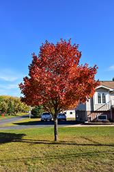 Northwood Red Maple (Acer rubrum 'Northwood') at Tree Top Nursery & Landscaping