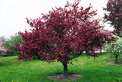 Profusion Flowering Crab (Malus 'Profusion') at Tree Top Nursery & Landscaping