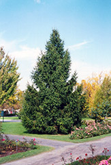 Norway Spruce (Picea abies) at Tree Top Nursery & Landscaping