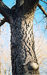 Common Hackberry (Celtis occidentalis) at Tree Top Nursery & Landscaping