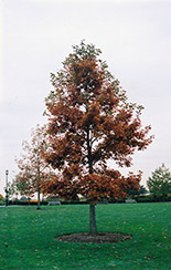 Swamp White Oak (Quercus bicolor) at Tree Top Nursery & Landscaping