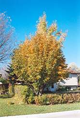 Oakleaf Mountain Ash (Sorbus x hybrida) at Tree Top Nursery & Landscaping
