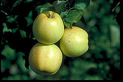 Honeygold Apple (Malus 'Honeygold') at Tree Top Nursery & Landscaping