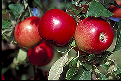 State Fair Apple (Malus 'State Fair') at Tree Top Nursery & Landscaping