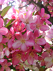Camelot Flowering Crab (Malus 'Camelot') at Tree Top Nursery & Landscaping