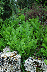 Ostrich Fern (Matteuccia struthiopteris) at Tree Top Nursery & Landscaping