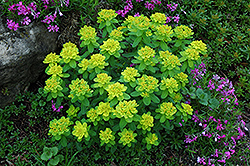 Cushion Spurge (Euphorbia polychroma) at Tree Top Nursery & Landscaping
