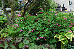 Common Bleeding Heart (Dicentra spectabilis) at Tree Top Nursery & Landscaping