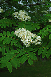 Cardinal Royal Mountain Ash (Sorbus aucuparia 'Michred') at Tree Top Nursery & Landscaping
