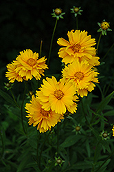 Early Sunrise Tickseed (Coreopsis 'Early Sunrise') at Tree Top Nursery & Landscaping