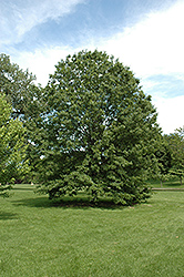 Northern Pin Oak (Quercus ellipsoidalis) at Tree Top Nursery & Landscaping