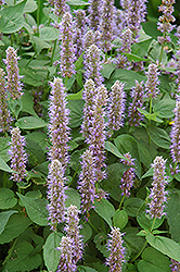 Blue Fortune Anise Hyssop (Agastache 'Blue Fortune') at Tree Top Nursery & Landscaping