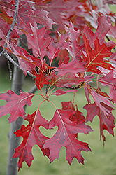 Northern Pin Oak (Quercus ellipsoidalis) at Tree Top Nursery & Landscaping