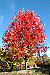 Autumn Blaze Maple (Acer x freemanii 'Jeffersred') at Tree Top Nursery & Landscaping