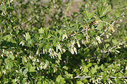 Pixwell Gooseberry (Ribes 'Pixwell') at Tree Top Nursery & Landscaping