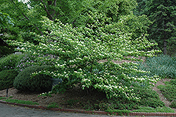 Pagoda Dogwood (Cornus alternifolia) at Tree Top Nursery & Landscaping