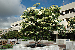 Ivory Silk Japanese Tree Lilac (Syringa reticulata 'Ivory Silk') at Tree Top Nursery & Landscaping