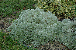 Silver Mound Artemisia (Artemisia schmidtiana 'Silver Mound') at Tree Top Nursery & Landscaping