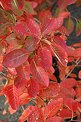 Autumn Brilliance Serviceberry (Amelanchier x grandiflora 'Autumn Brilliance') at Tree Top Nursery & Landscaping