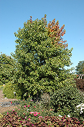 Sienna Glen Maple (Acer x freemanii 'Sienna') at Tree Top Nursery & Landscaping