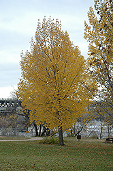 Siouxland Poplar (Populus deltoides 'Siouxland') at Tree Top Nursery & Landscaping